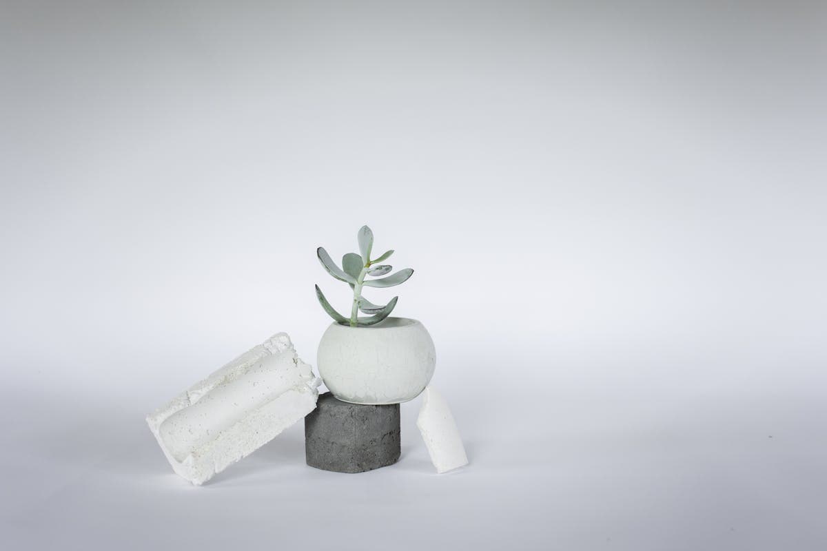 Air Plant — Tillandsia (1)