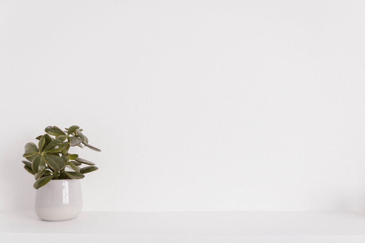 Ceramic Vase — Matte White
