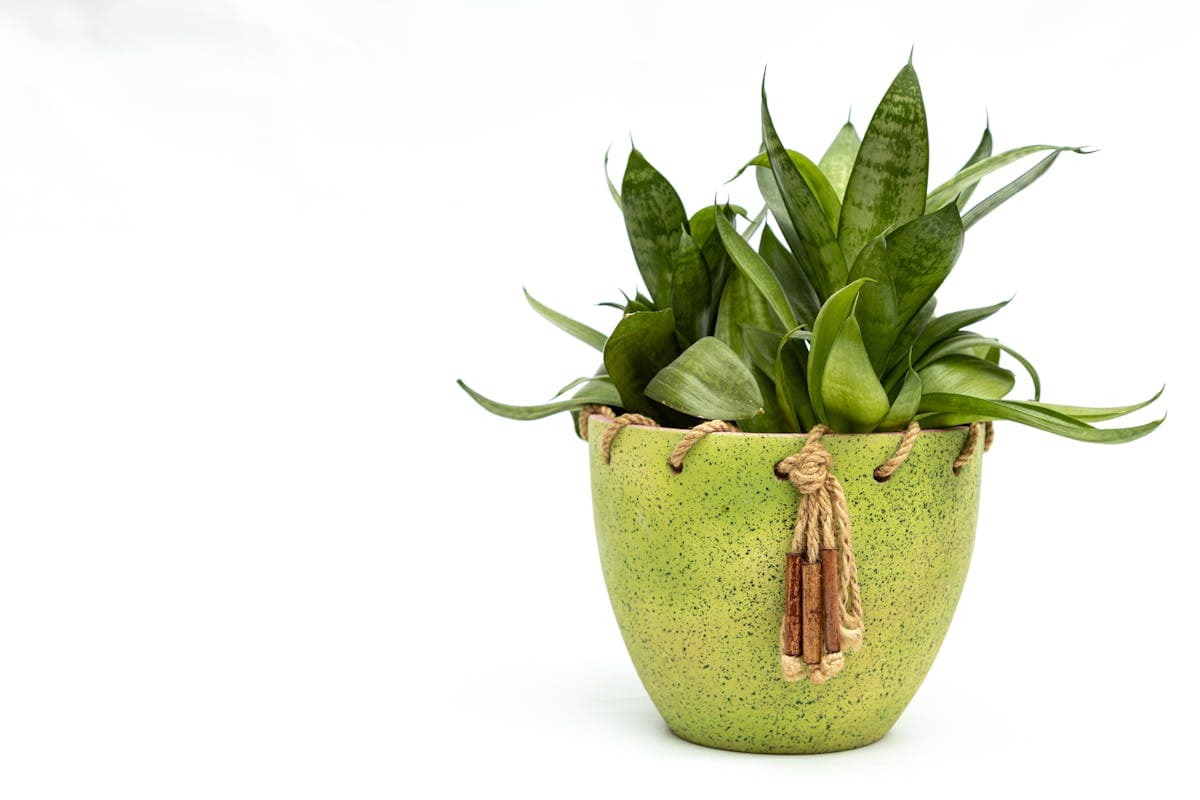 Snake Plant — Medium (1)