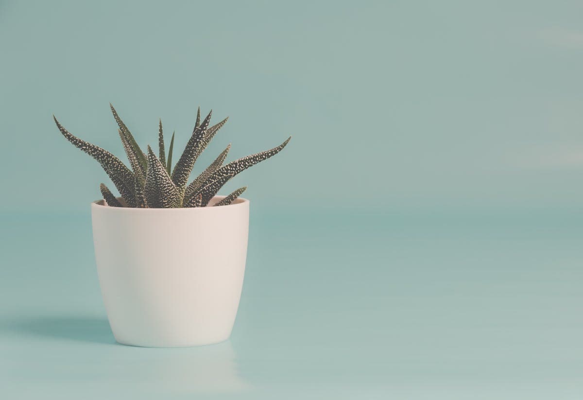 Snake Plant — Medium (2)