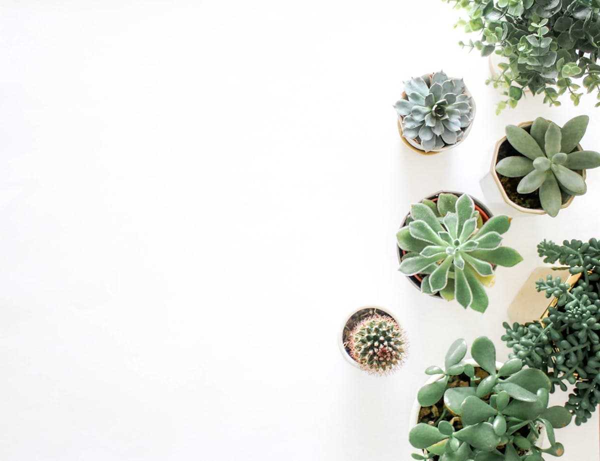 Mini Succulent in Terracotta (1)