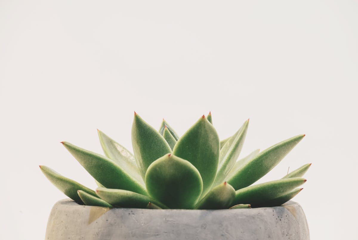 Mini Succulent in Terracotta (2)